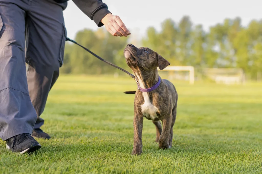 Pitbull puppy training on a sports field: a brindle puppy on a leash follows her owner’s treat-holding hand