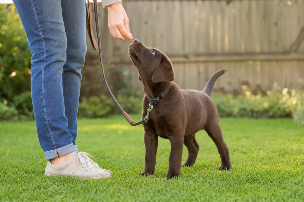 A chocolate Labrador puppy on a leash in a fenced backyard looks up at her owner’s hand holding a treat